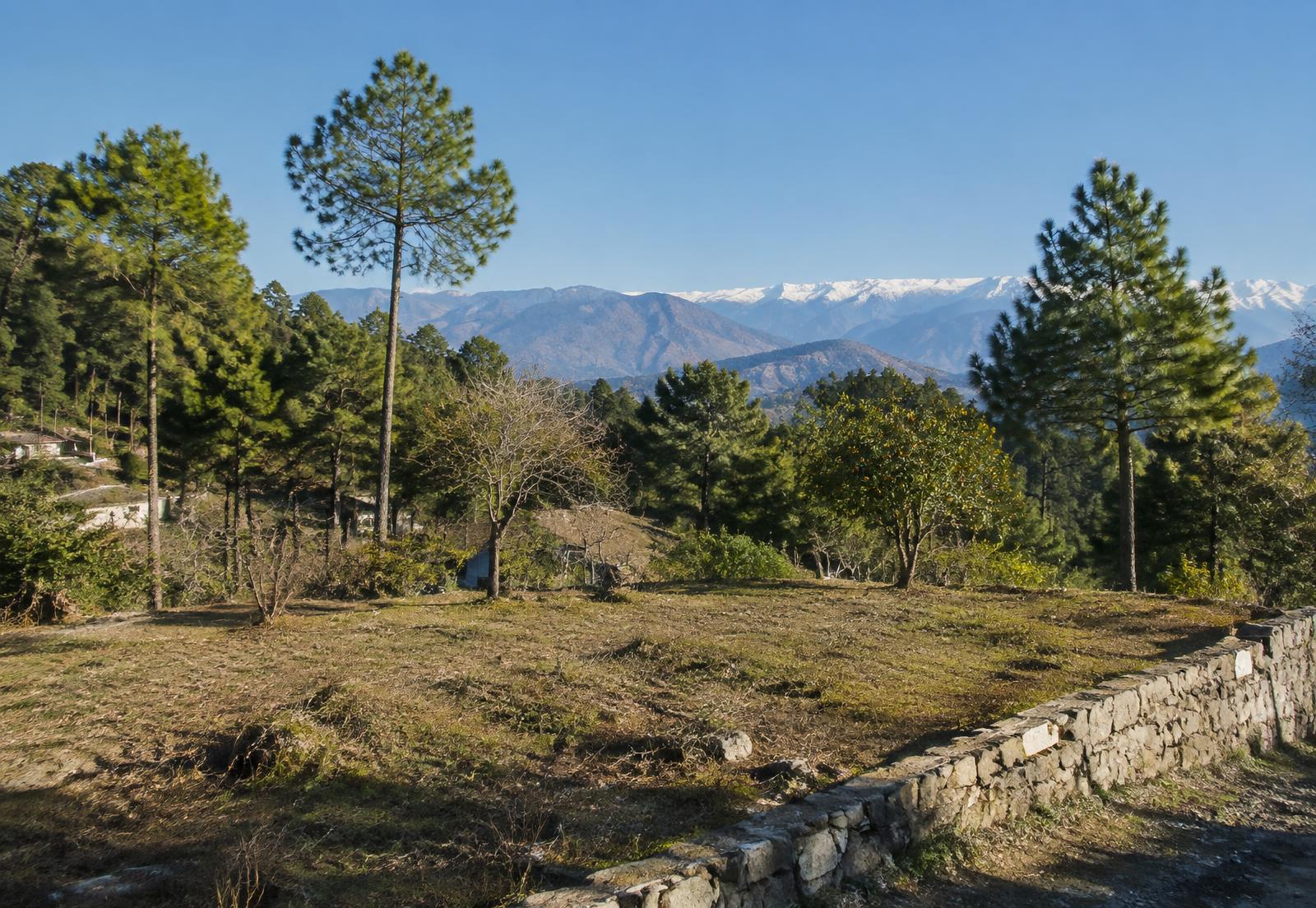 Pine Ridge Plot, Mukteshwar, Uttarakhand